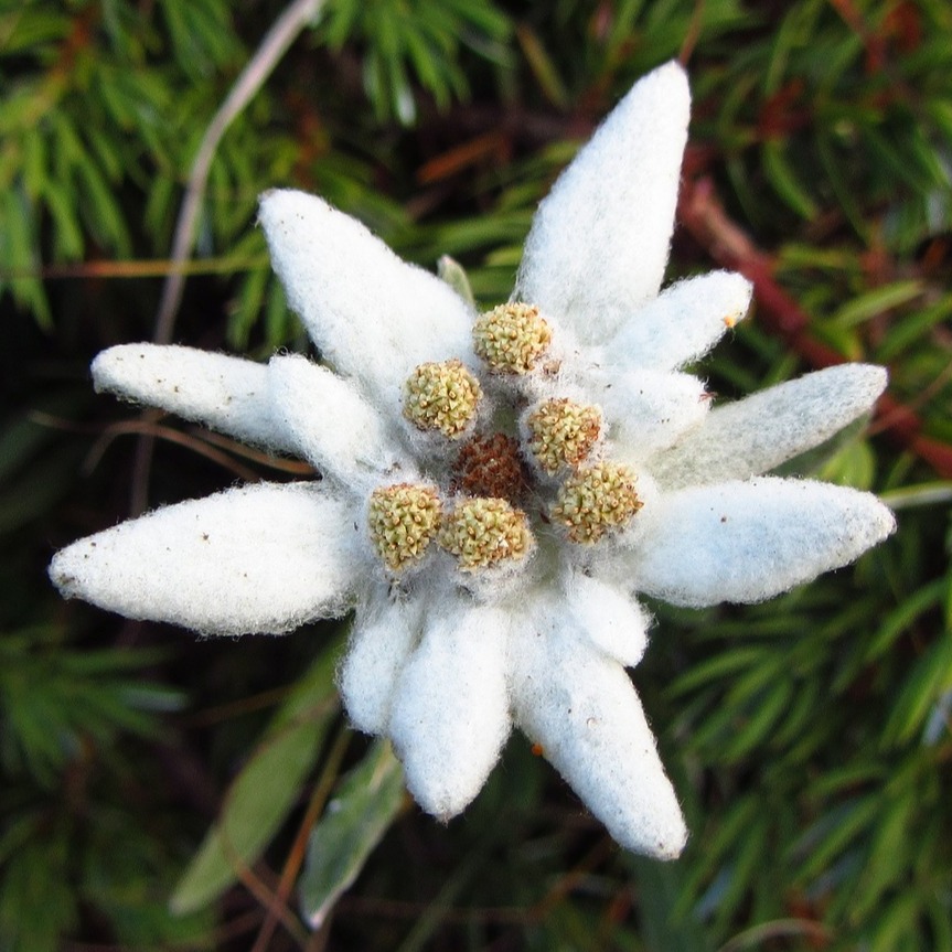 edelweiss